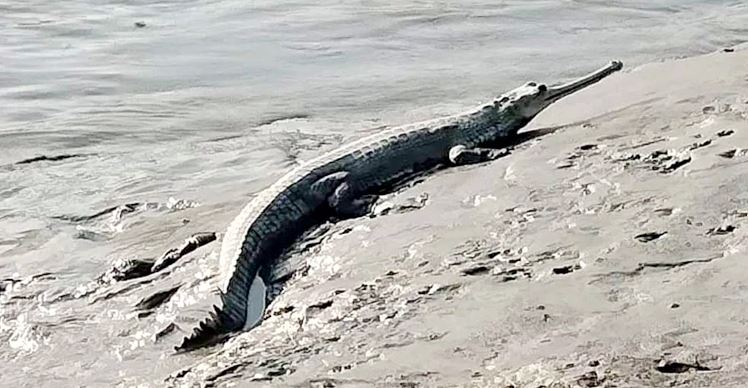 ভৈরব নদে কুমিরের ‘রৌদ্রস্নান’, সতর্ক থাকার আহ্বান