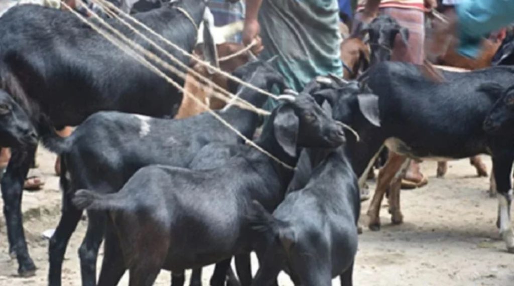 কোরবানি হাটে পালিত ছাগল বিক্রির পর মৃত্যুর কোলে ঢলে পড়লেন বিক্রেতা